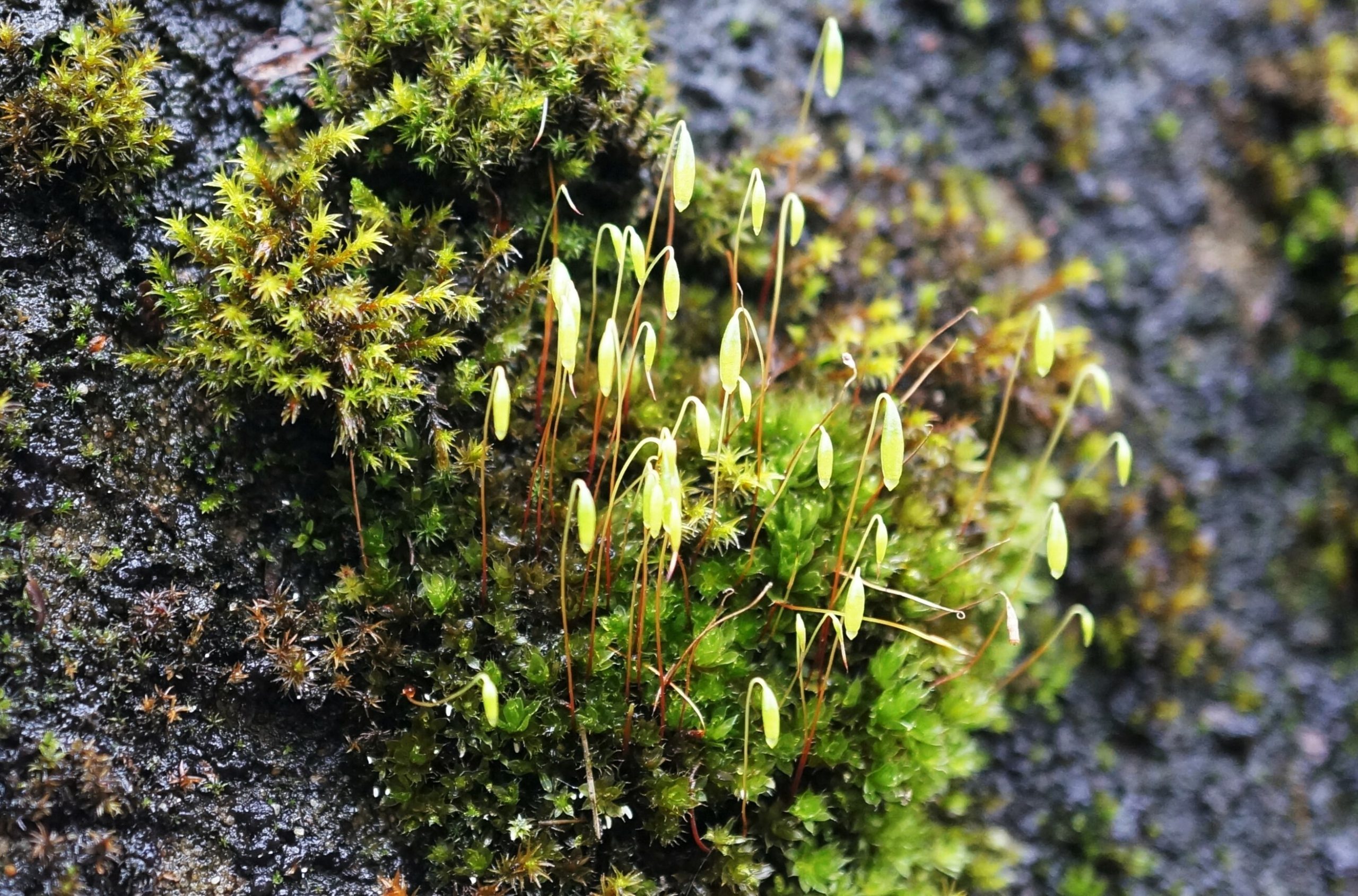 Groene mosplantjes met sporenkapsels op een vochtige, donkere ondergrond.