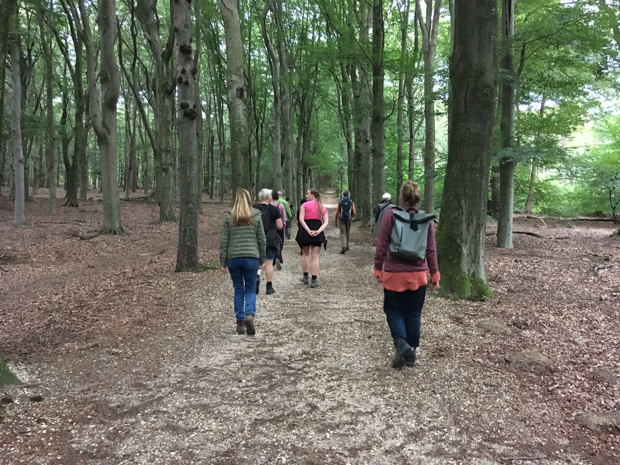 mensen wandelen in het bos