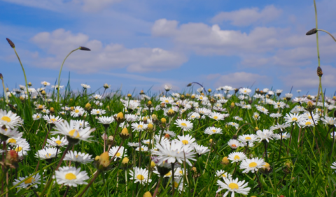 bloemen