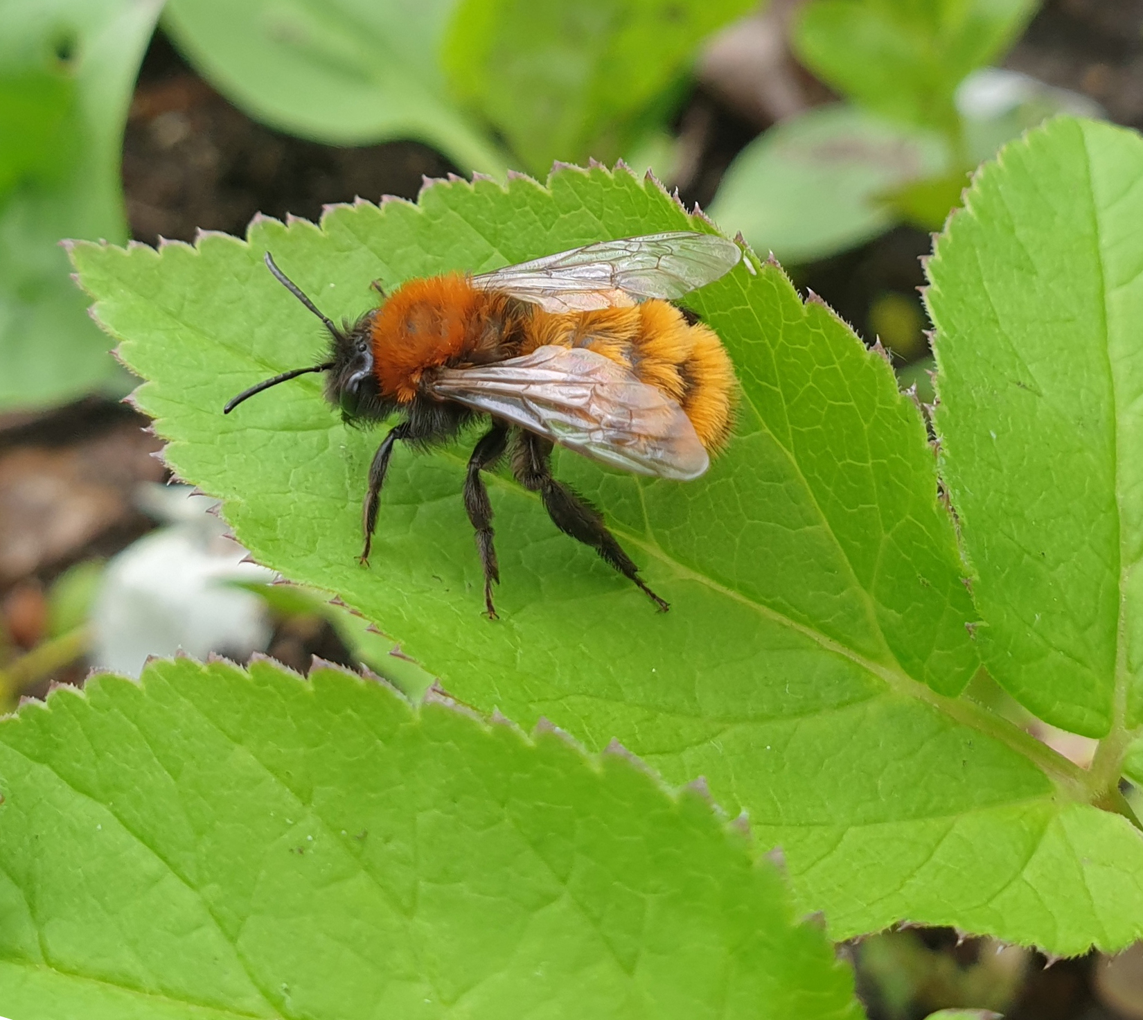 minicursus-hommels-en-bijen-herkennen