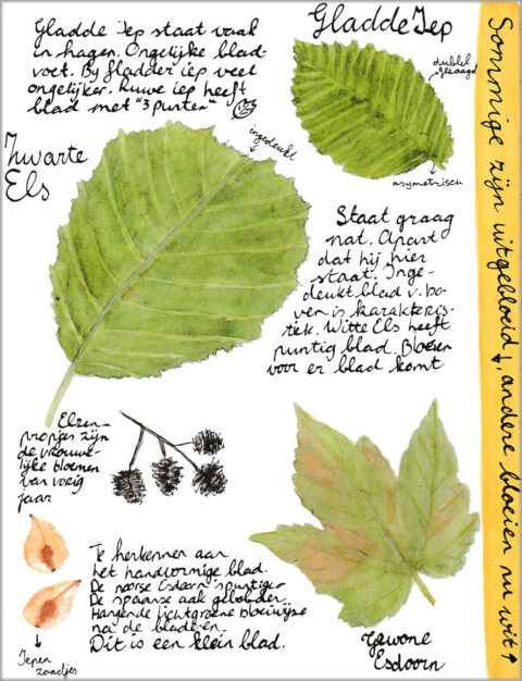 nature journaling page bladeren 1 Arija Jansen