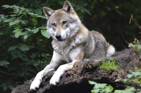 aanpassing IVN activiteiten wolf