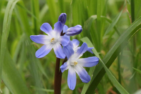 Paarse bloemen met witte kern tegen een groene achtergrond van gras.