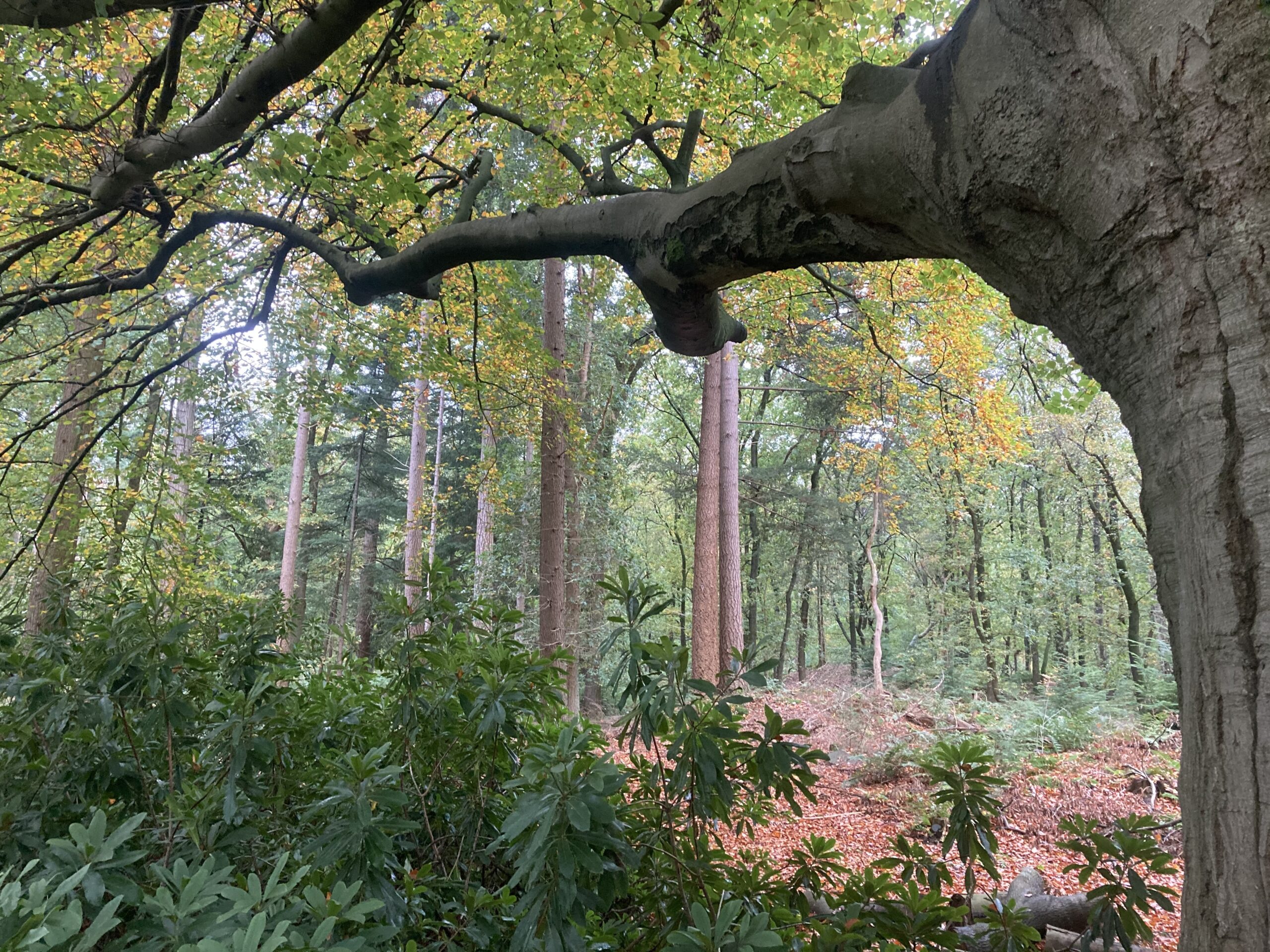 Boslandschap met herfstbladeren. Grote boomtak op de voorgrond. Verschillende groene planten.