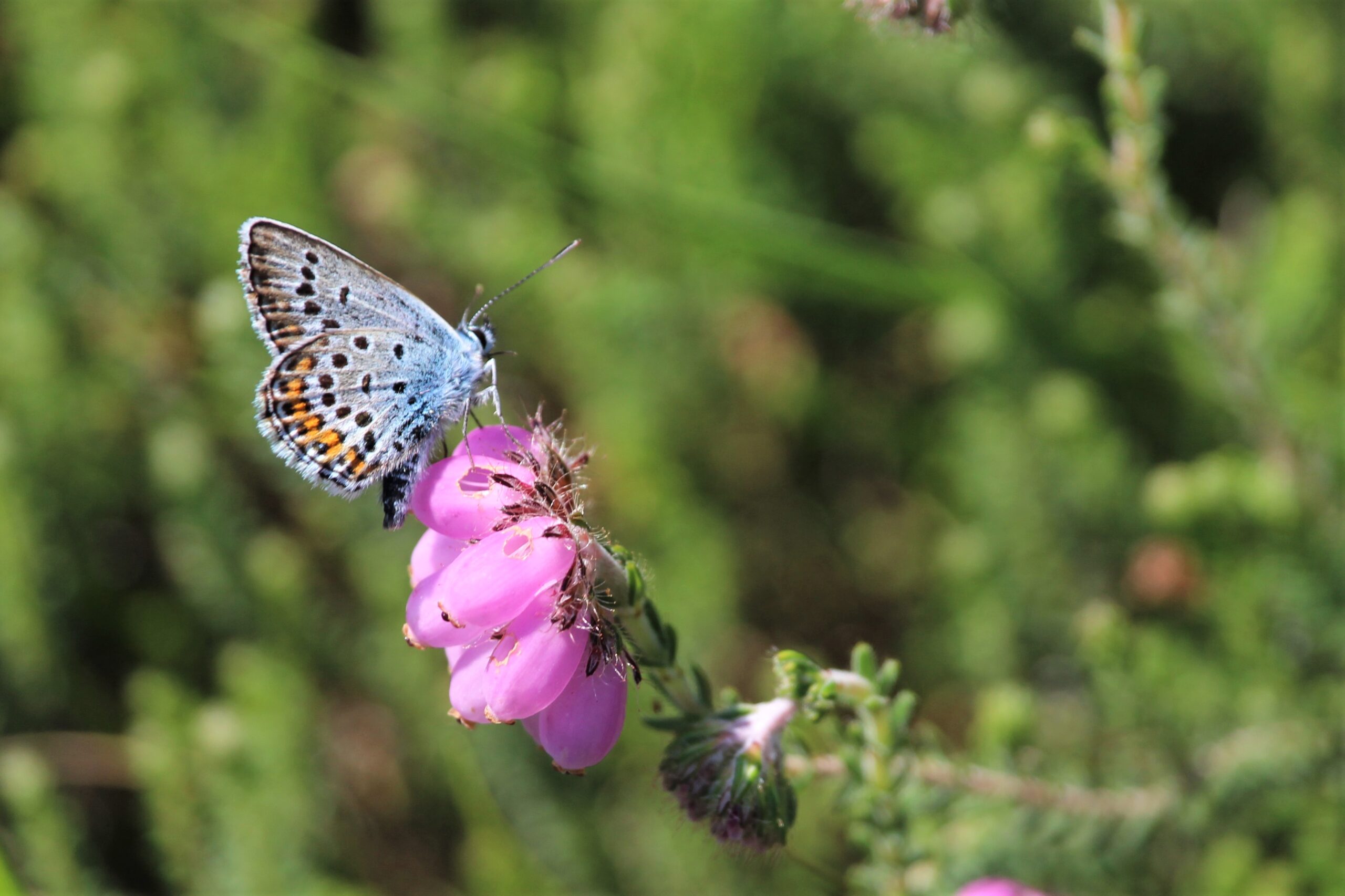 Blauwe vlinder op roze bloem in een groene, wazige achtergrond.