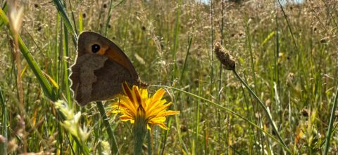 Vlinder rust op gele bloem in zonnige weide met hoog gras.
