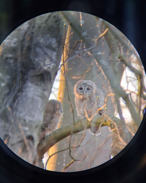 Twee jonge uilen op een tak in een boom, gefotografeerd door een ronde lens.