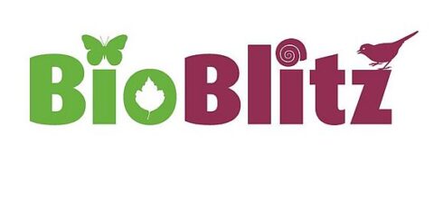 Logo met de tekst "BioBlitz". Een vlinder, blad, slak, en vogel zijn geïntegreerd in de letters.