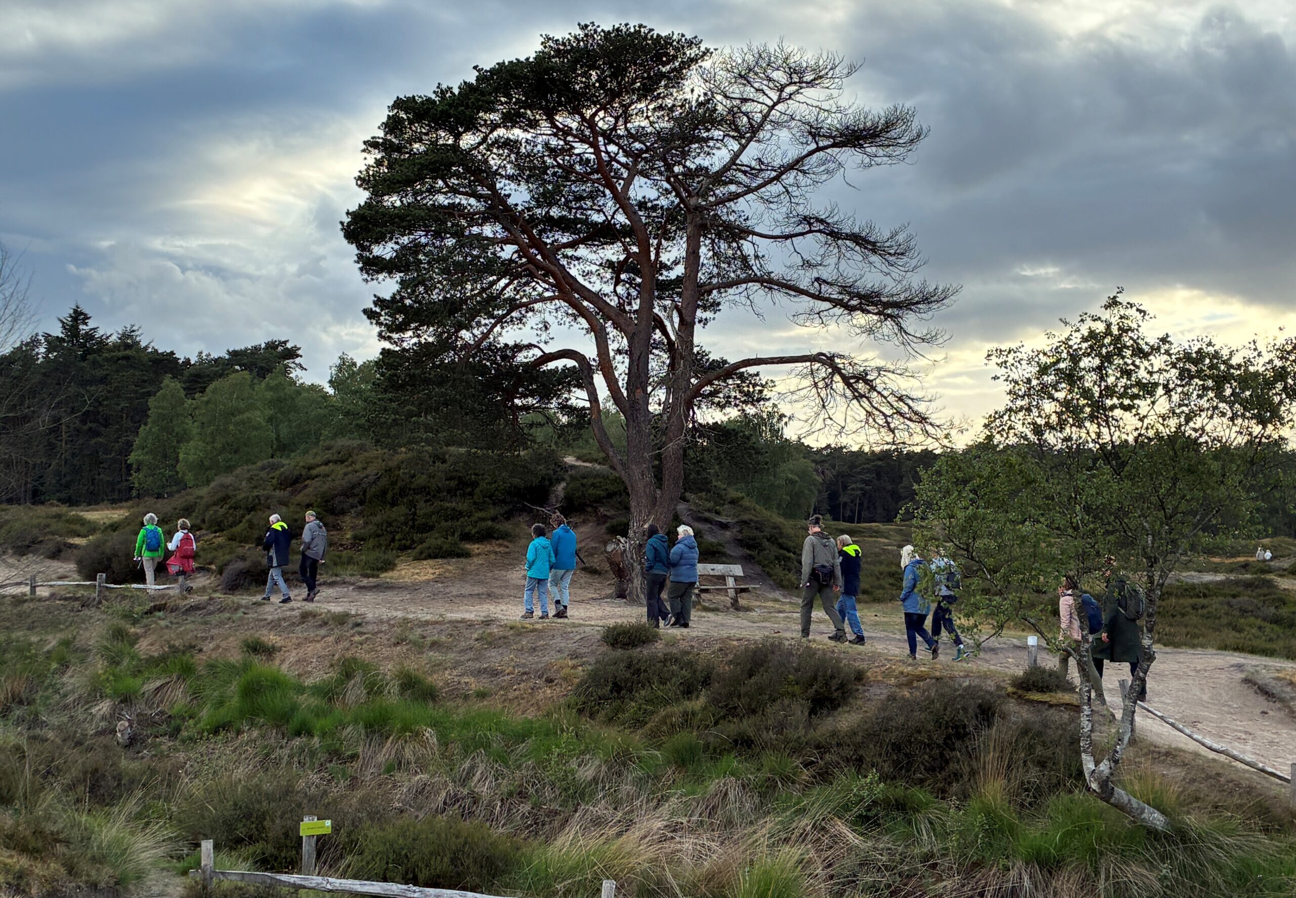Groep wandelaars op bosachtig heidepad onder dreigende wolkenlucht.