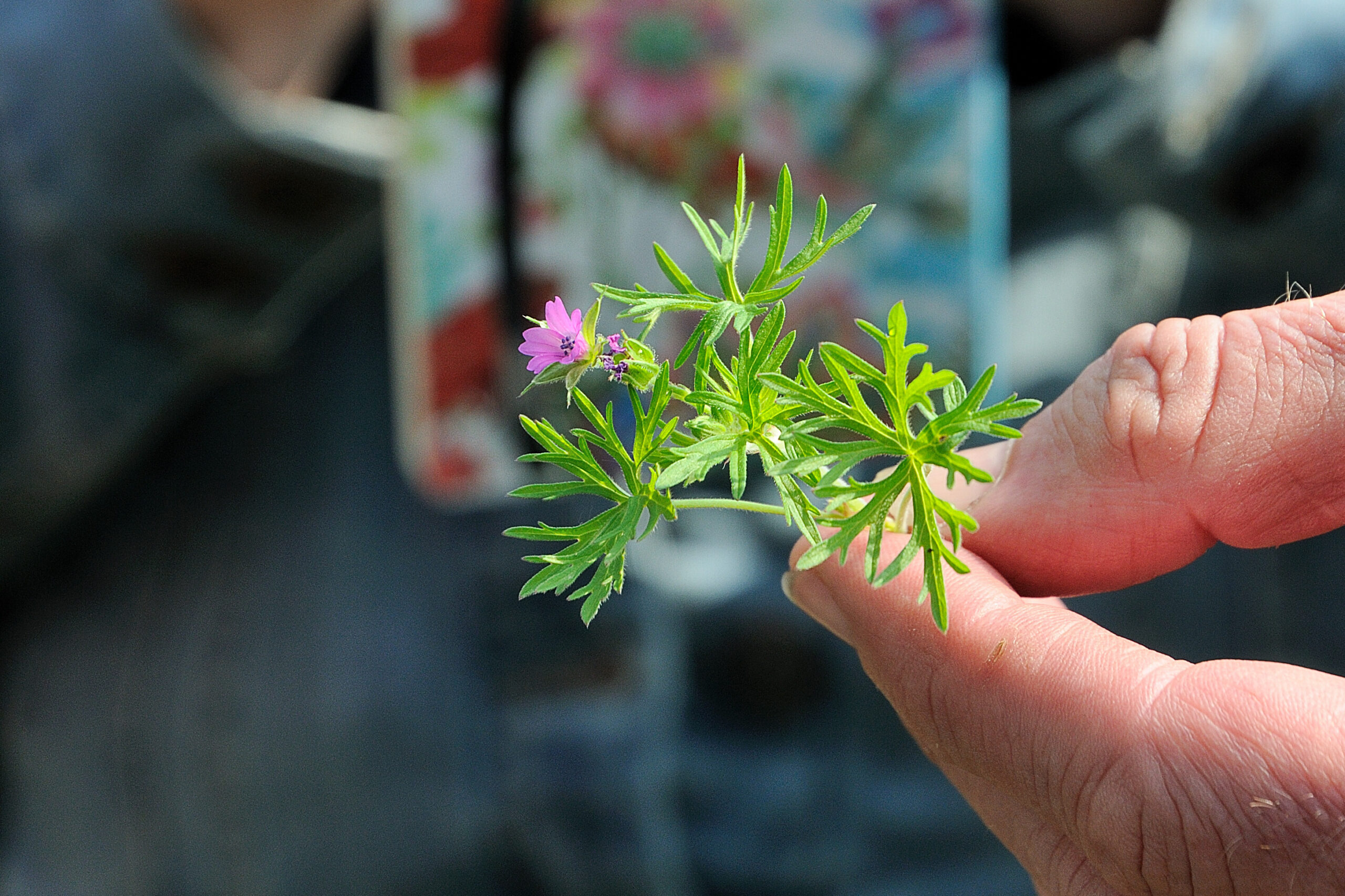 Hand houdt een klein groen plantje met paarse bloemetjes vast; onscherpe achtergrond.