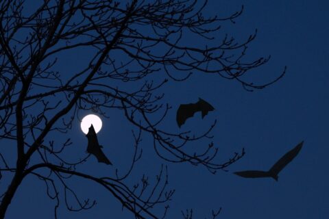 Bomen en vliegende vleermuizen in silhouet tegen een volle maan.