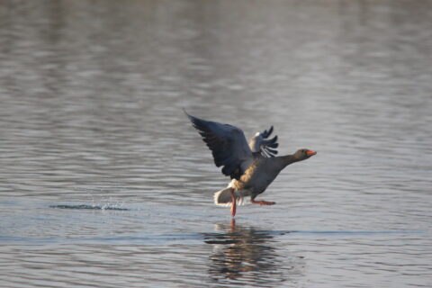 Grauwe gans rent 'over' het water
