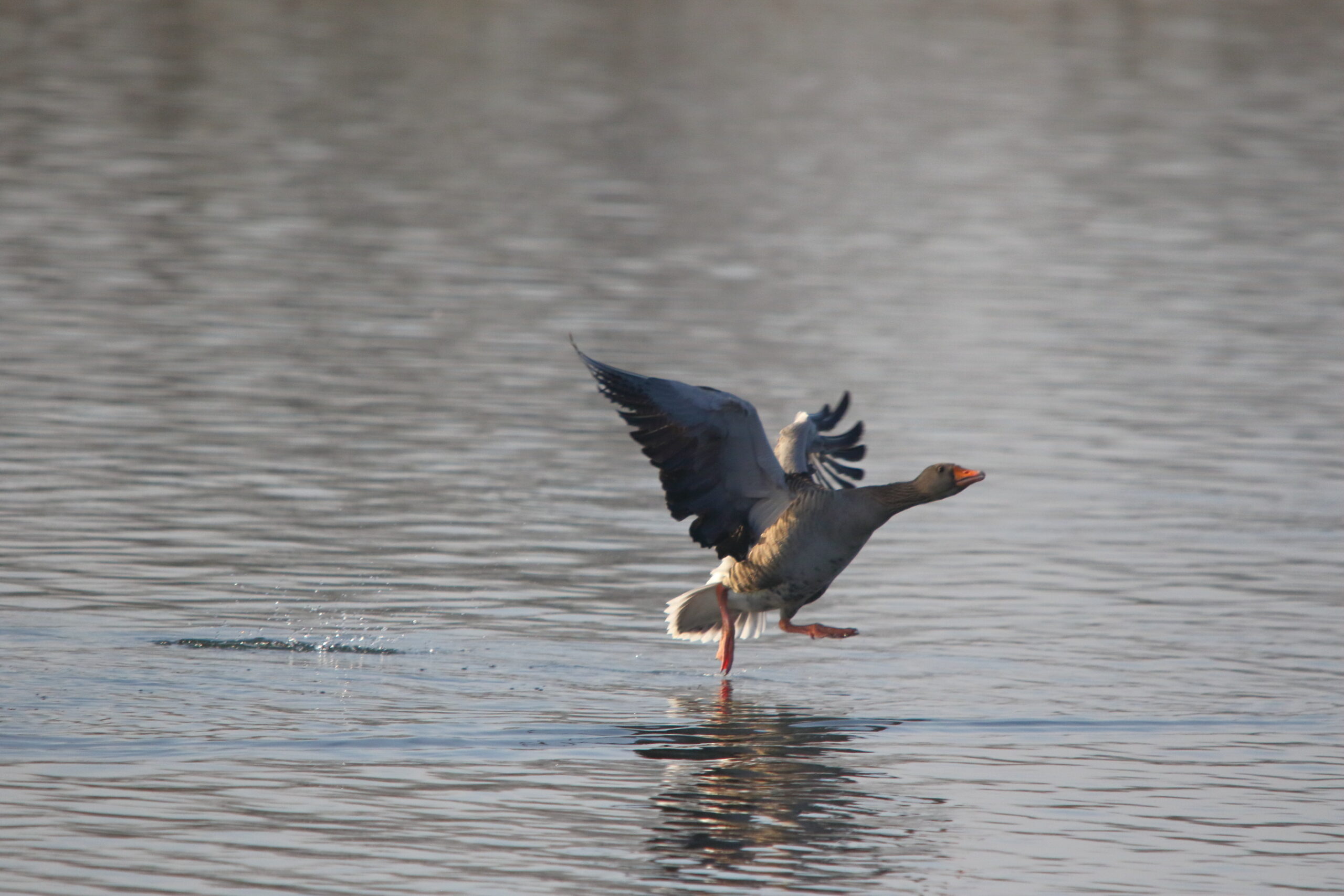 Grauwe gans rent 'over' het water
