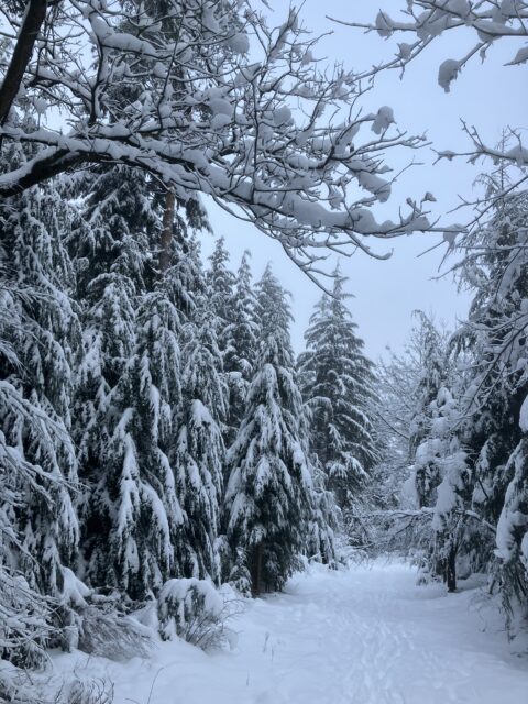 naaldbomen in de sneeuw