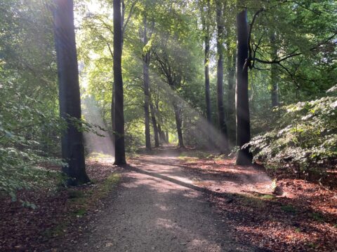 Bospad met hoge bomen, zonnestralen door bladeren, rustige en natuurlijke omgeving.
