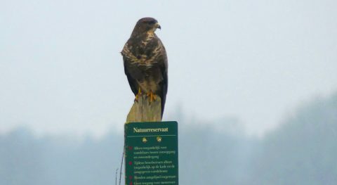 Buizerd