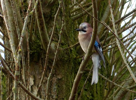 Februari: Gaai, Garrulus glandarius