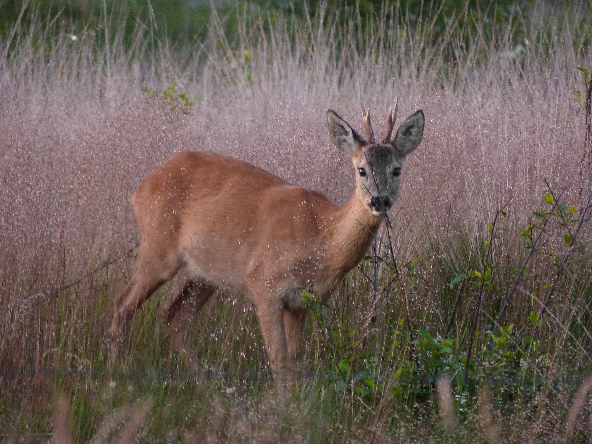 December: Ree, Capreolus capreolus
