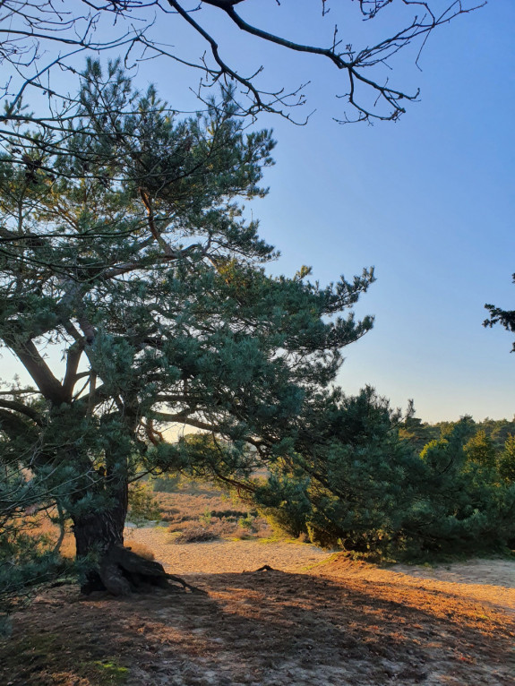 IVN Hoogeveen Bjorn Olthof grove den