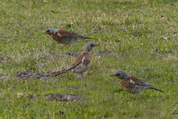 IVN Hoogeveen kramsvogel