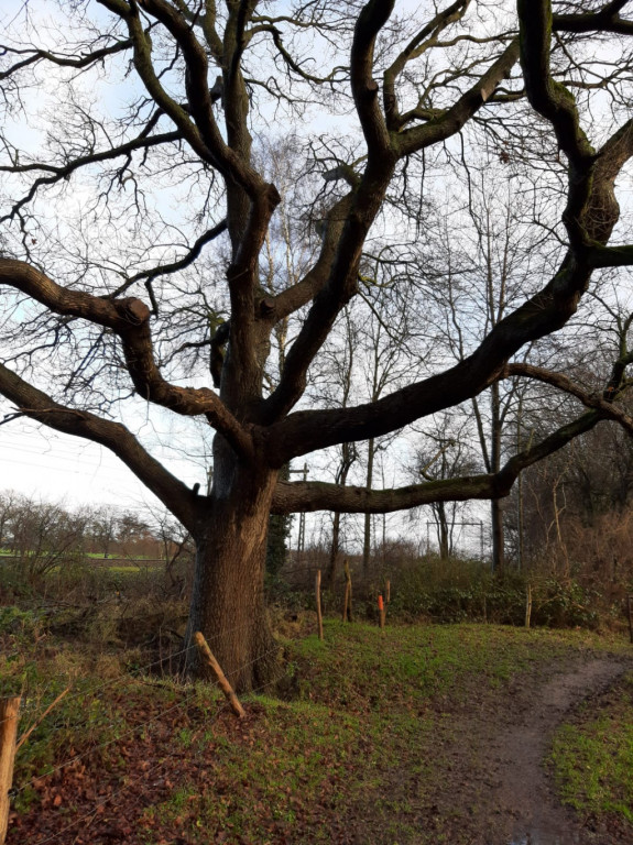 IVN Hoogeveen Reijer Veld