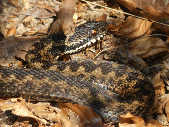 IVN Hoogeveen Hero Moorlag adder