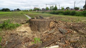 Mooiste boom van Hoogeveen