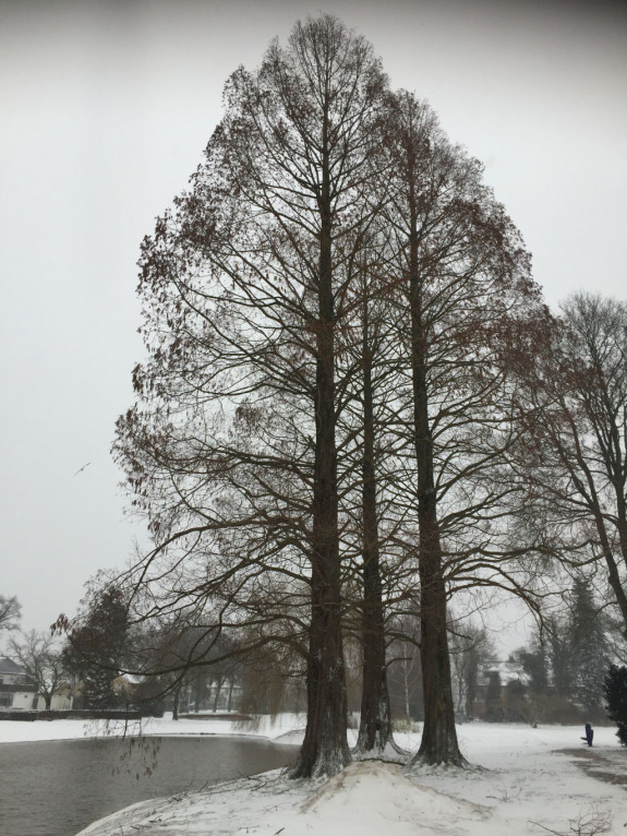 IVN Hoogeveen Crista Berenpas