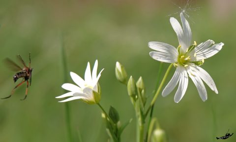 Over slijkvliegen, smaragdlangsprietmotten en ander klein spul