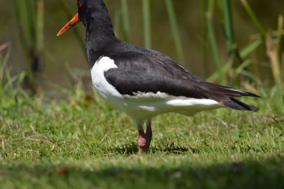 IVN Hoogeveen Anne Aalders scholekster
