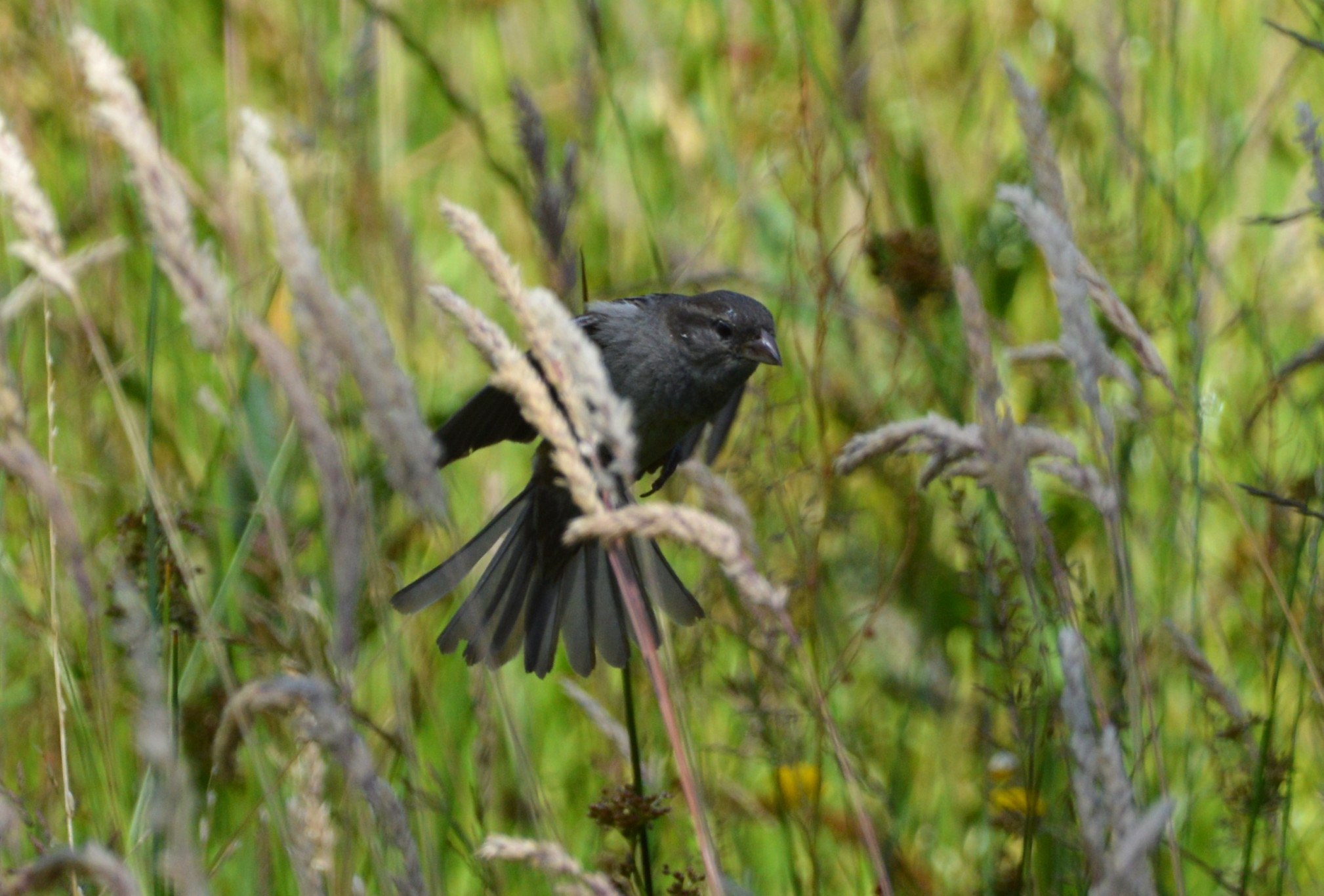 De natuur is zo dichtbij