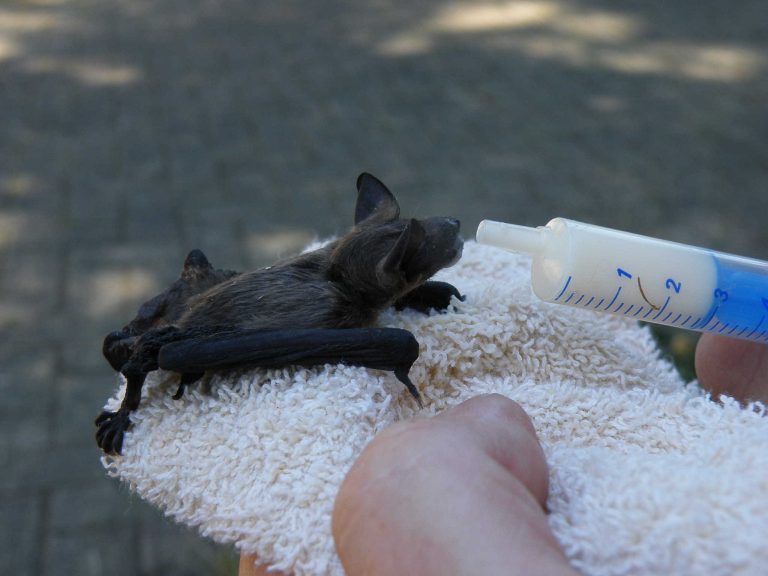 Werkgroep Vleermuizen