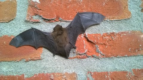 Augustus: De dwergvleermuis, Pipistrellus pipistrellus