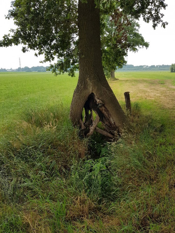 IVN Hoogeveen Bjorn Olthof eik fluitenberg