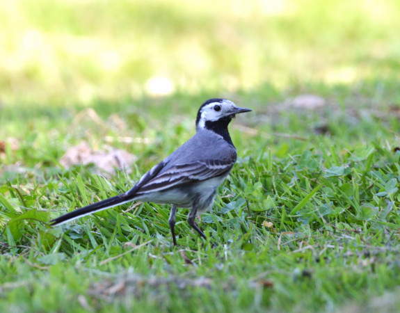 IVN Hoogeveen Anne Aalders kwikstaart