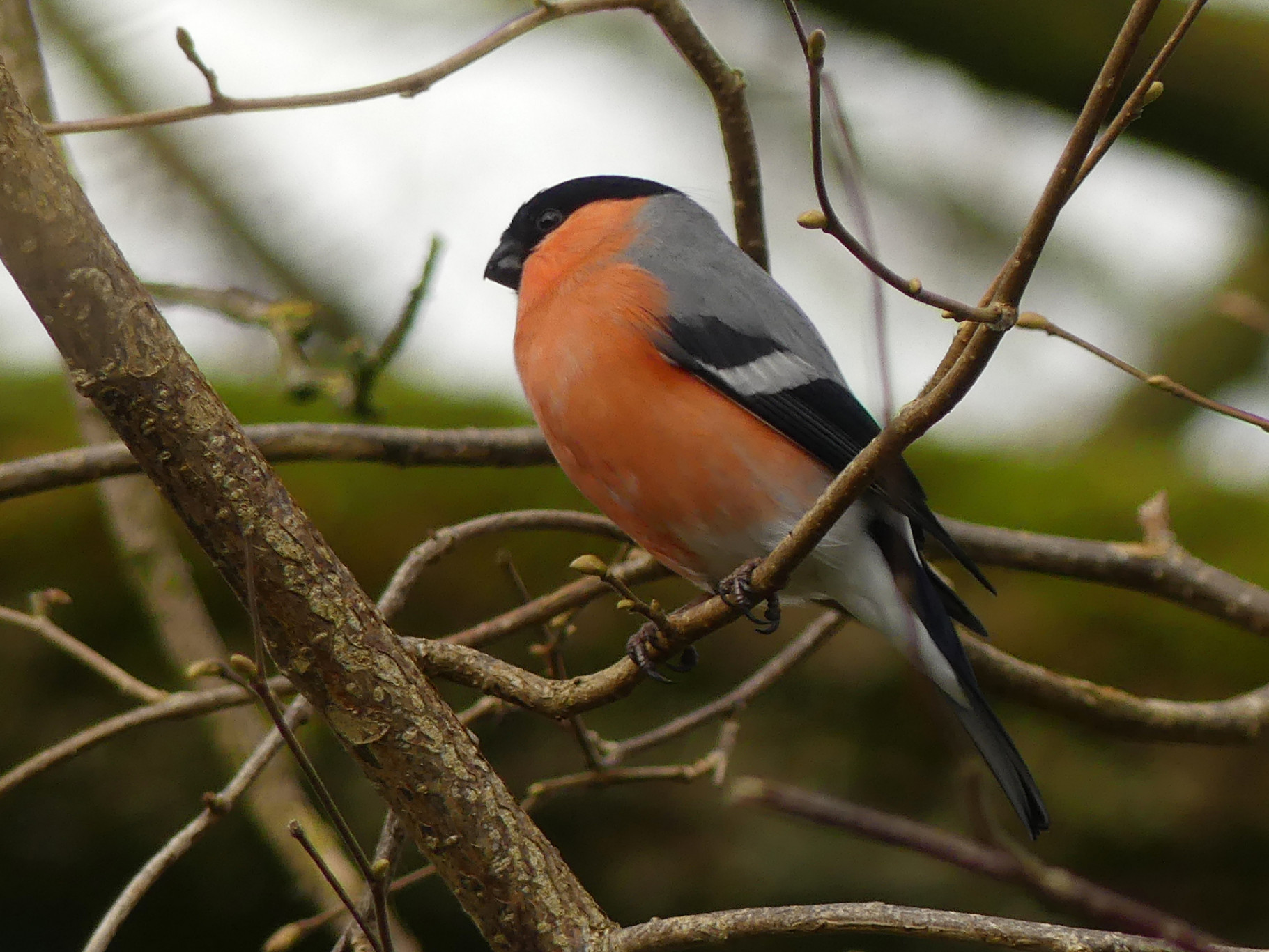 IJsvogel en goudvink