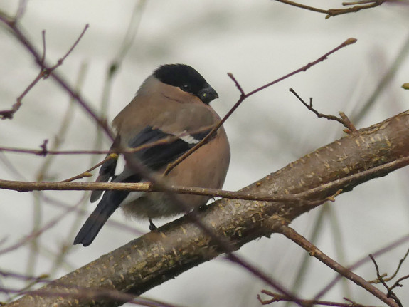 IVN Hoogevee Hero Moorlag vrouw goudvink