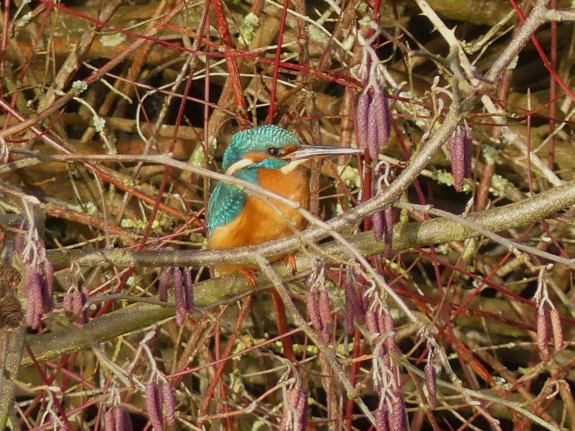 IVN Hoogeveen Hero Moorlag ijsvogel