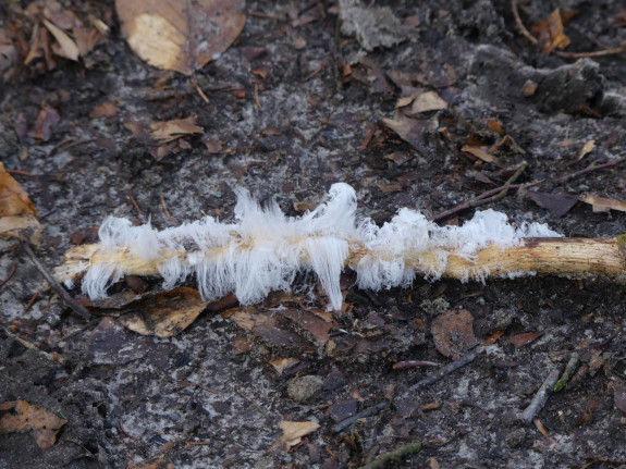 IVN Hoogeveen Hero Moorlag ijshaar
