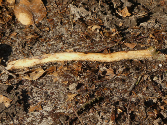 IVN Hoogeveen Hero Moorlag ijshaar