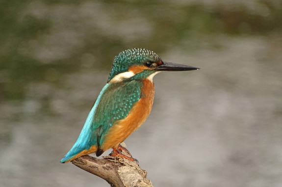 IVN Hoogeveen Bart Pijper ijsvogel