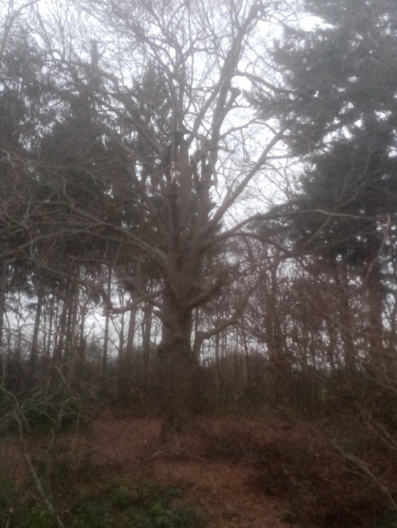 IVN Hoogeveen Gerfonda Fidom