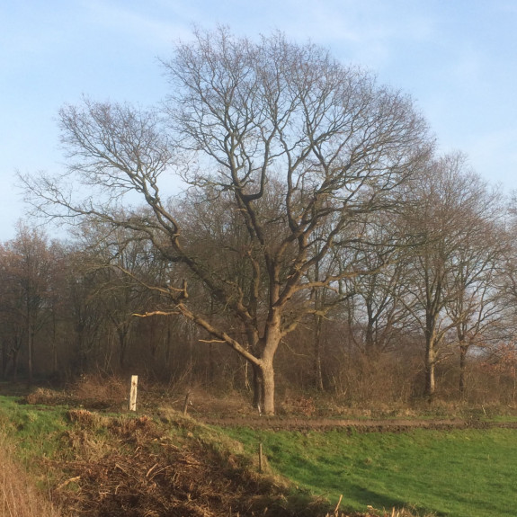 IVN Hoogeveen Henny Hauschild