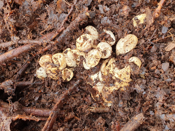 IVN Hoogeveen eischalen Johan Scheeres