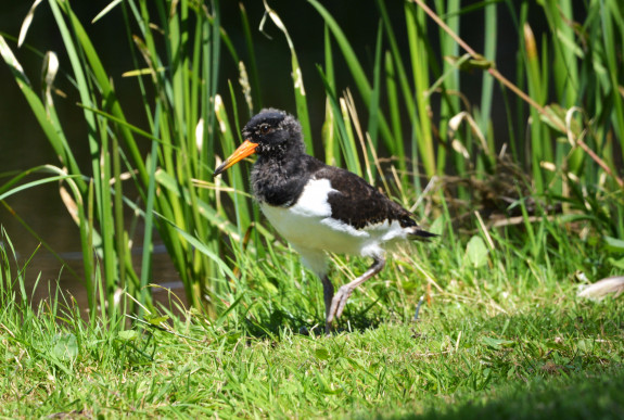 IVN Hoogeveen Anne Aalders scholekster