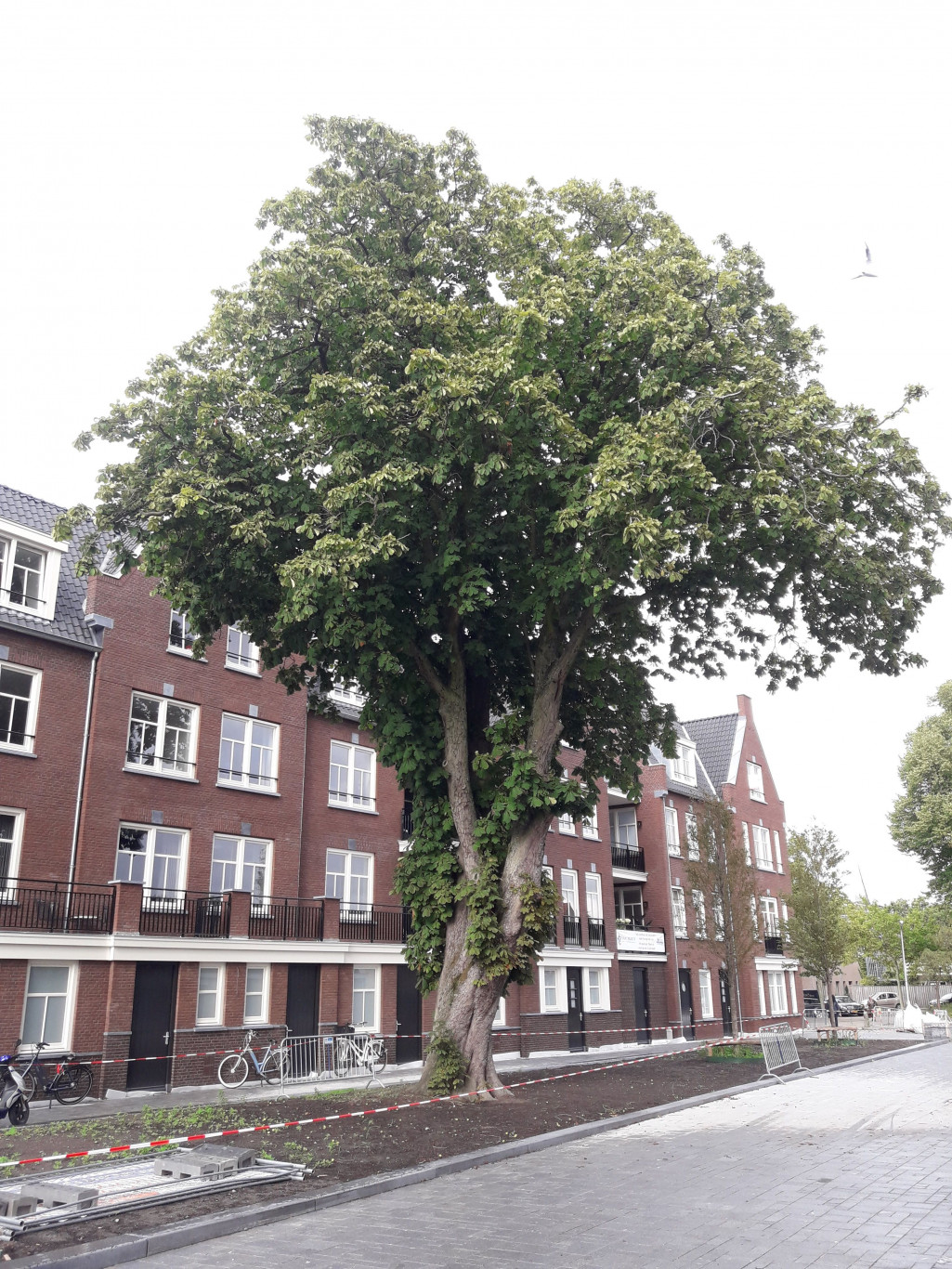 IVN Hoogeveen Bjorn Olthof paardenkastanje