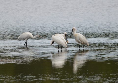 Natuur in de buurt