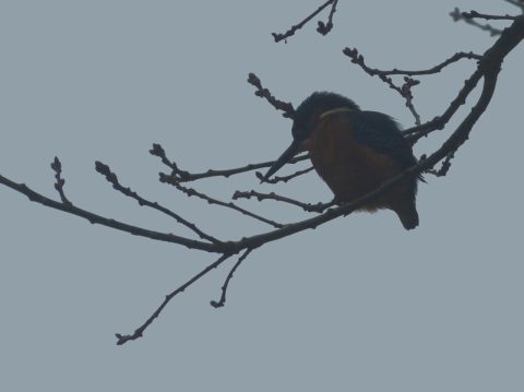 IJsvogel