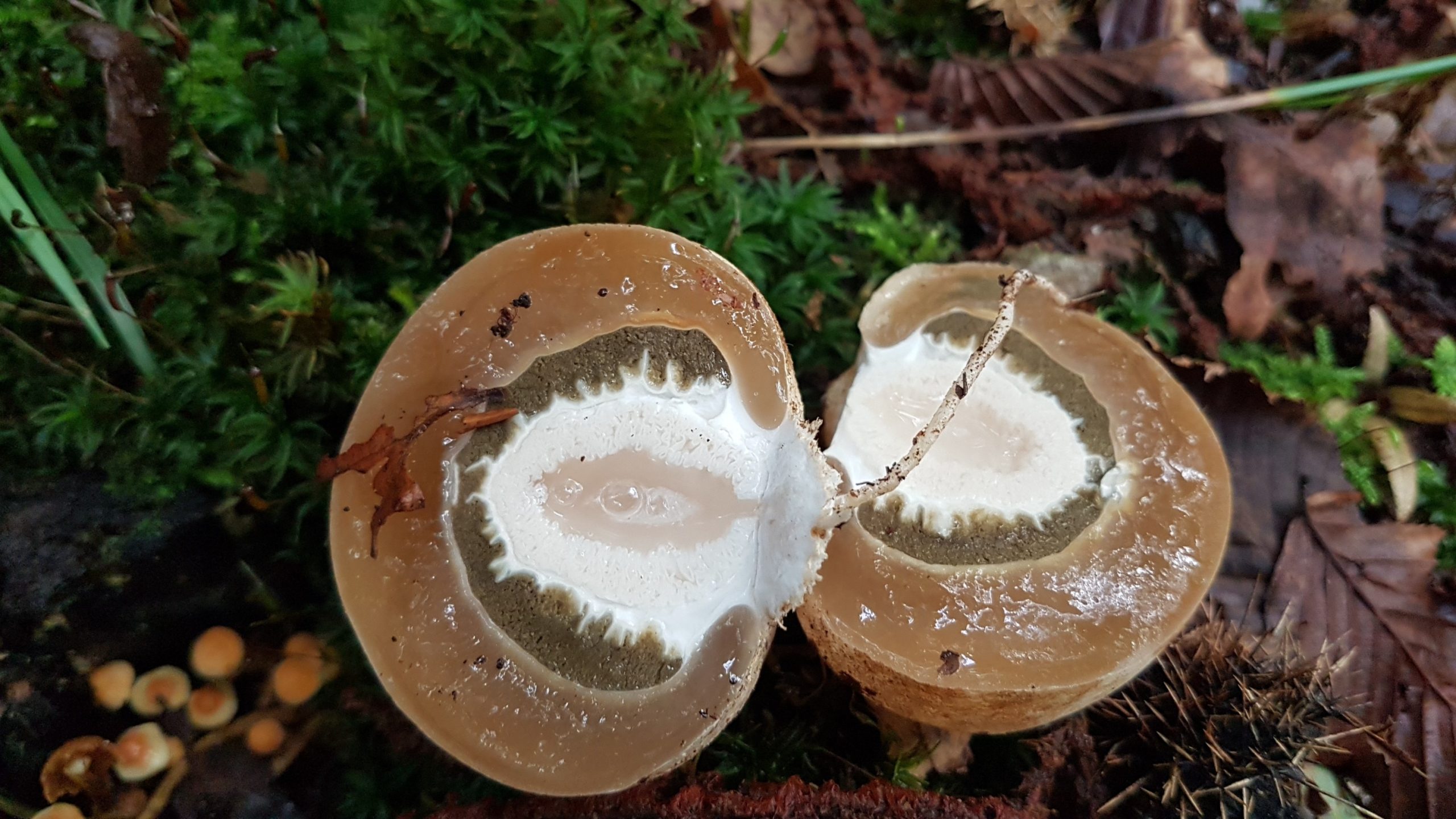 Paddenstoelen cursus