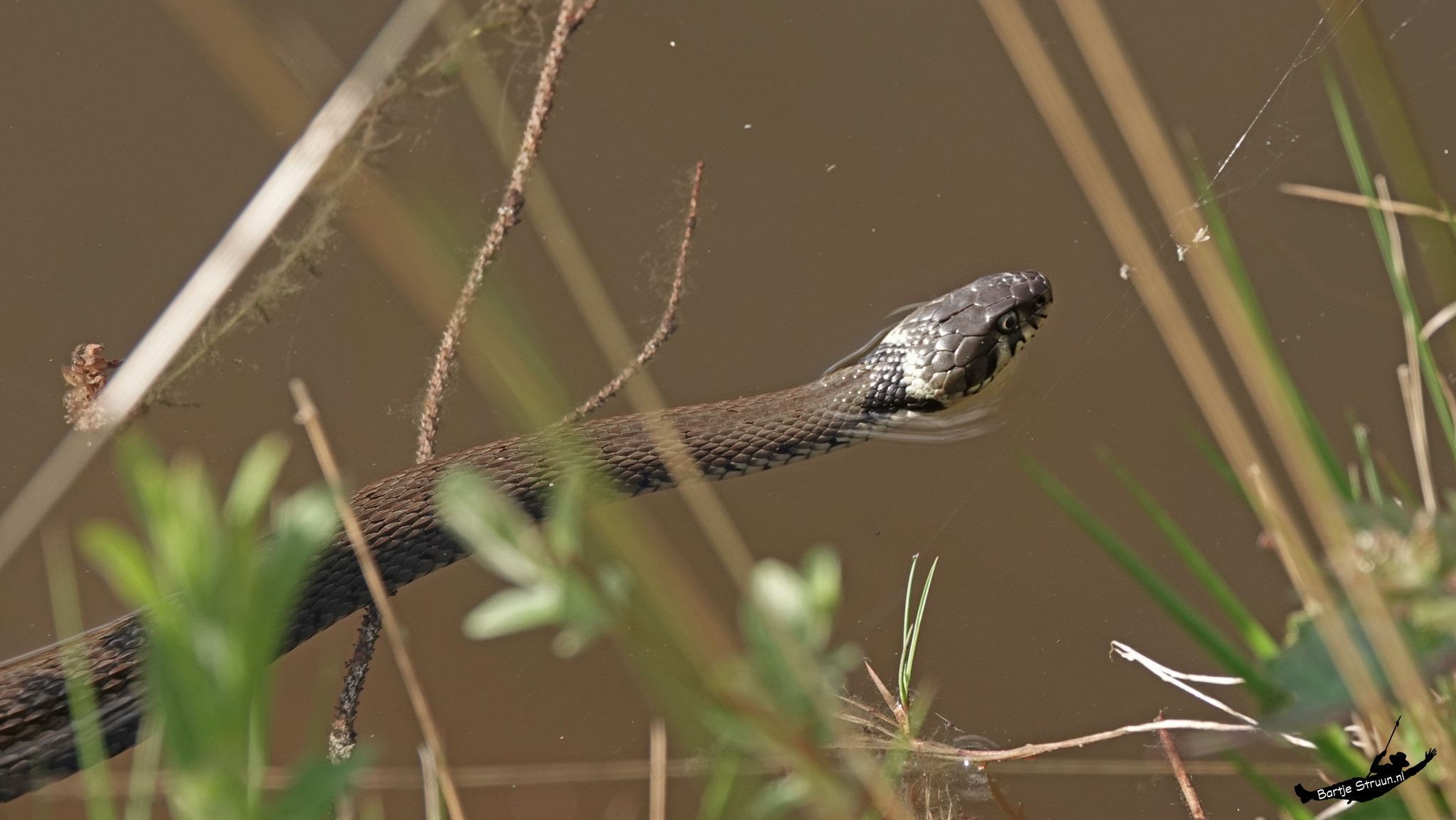 Hoogeveensche courant 25 februari